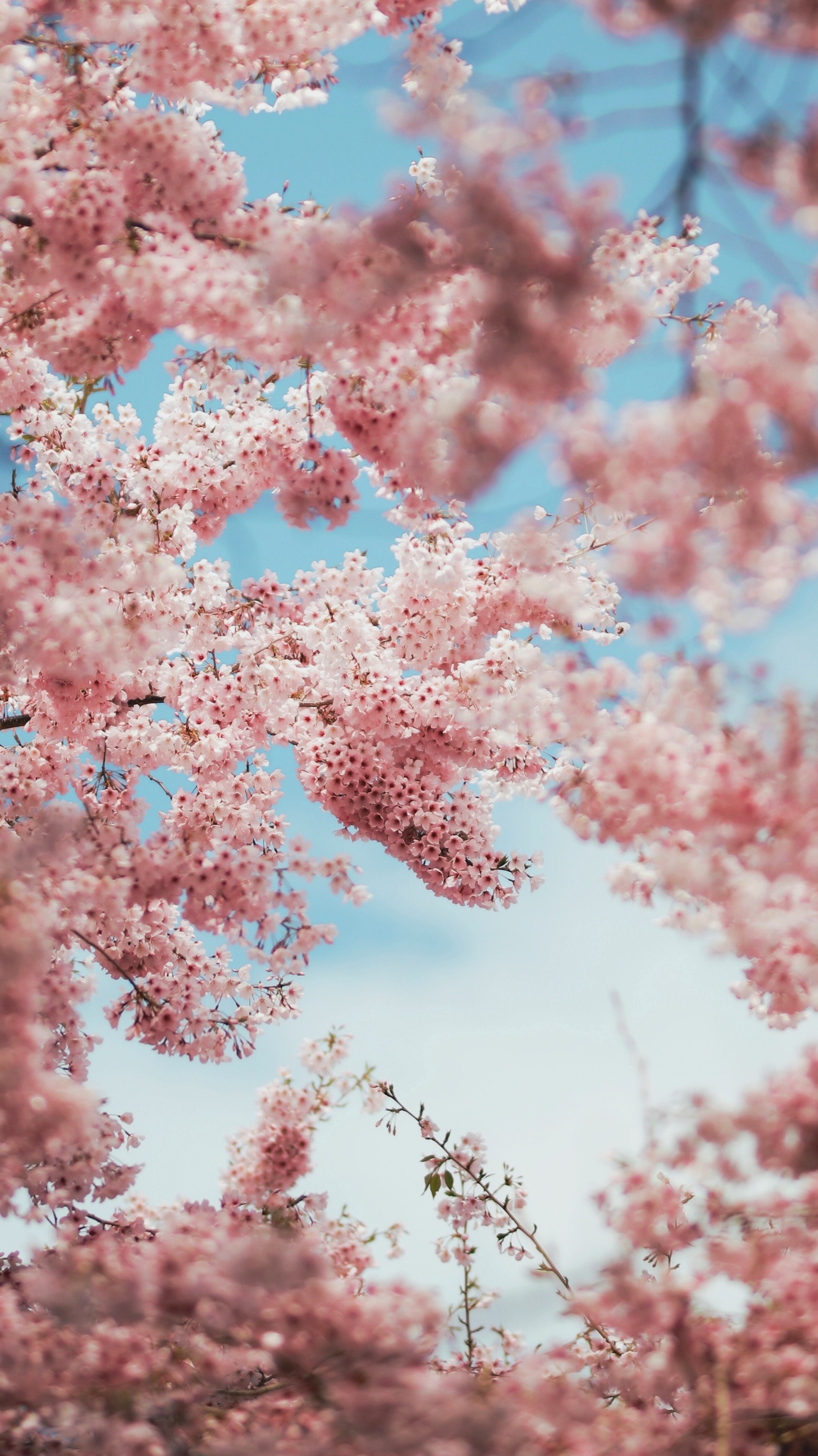 祝　桜開花